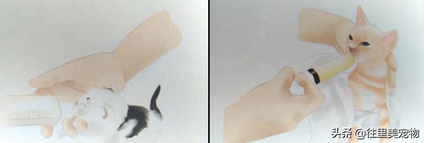短腿小奶猫需求注意什么,小奶猫呆萌的样子真的心都化了