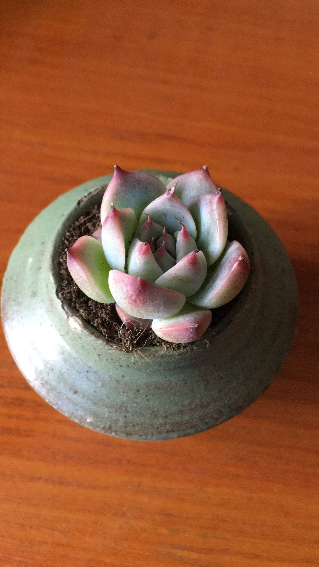 花盆排水孔堵塞的处理方法,花盆排水孔大怎么解决