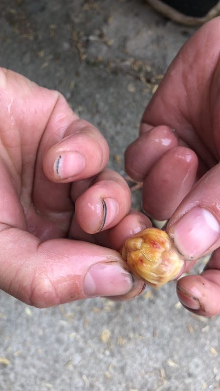 肉鸡腺肌胃炎的发病原因及用药思路