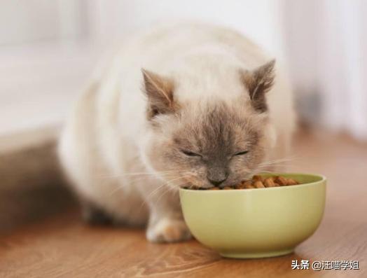 肠套叠猫咪是突发的么,猫咪一般情况下会得肠套叠吗