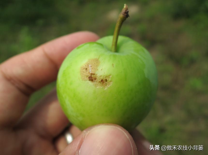 梨小食心虫防治最佳时间,梨小食心虫的为害症状