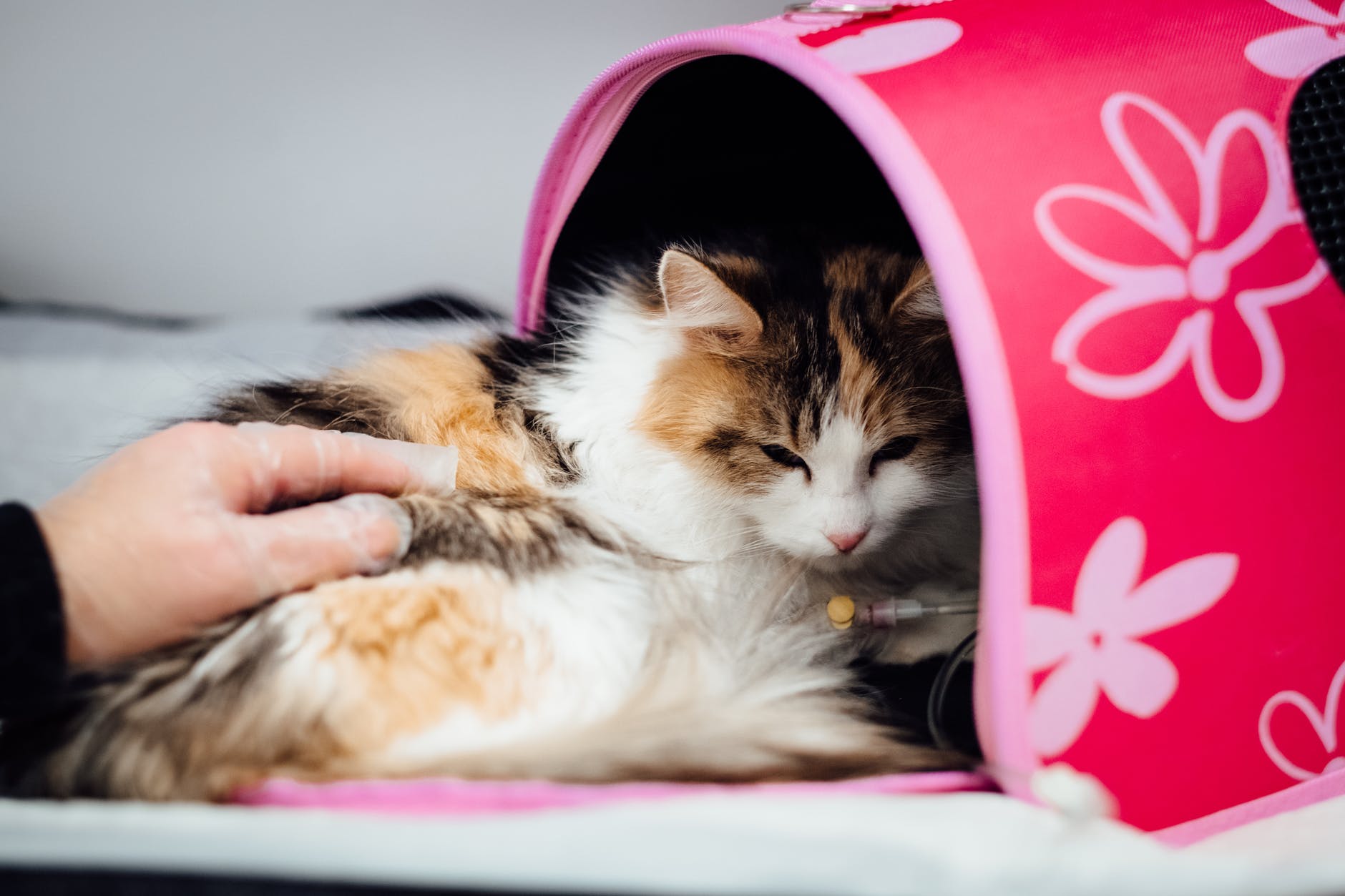 猫咪生病了医药费贵吗,猫咪生病花费好几万