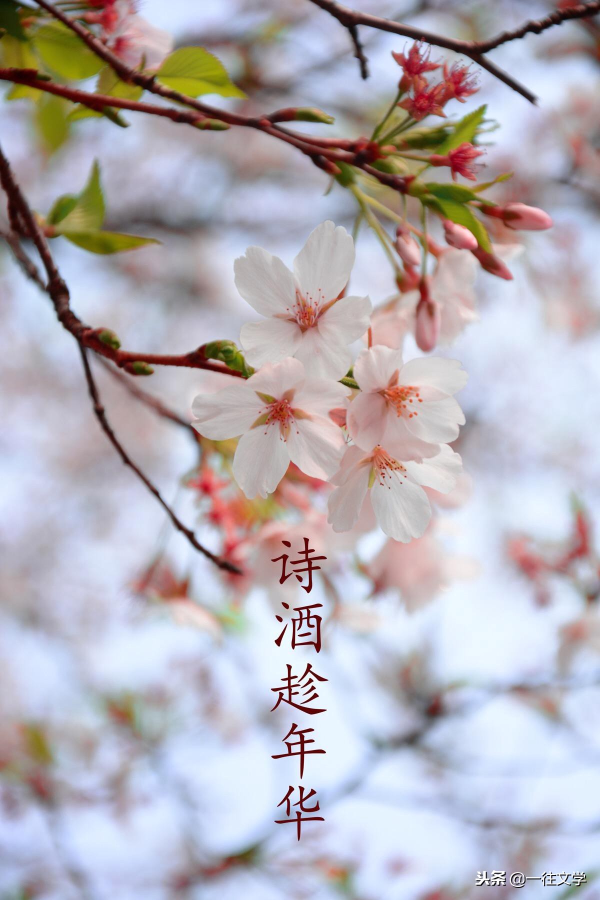 苏轼六首词引来人生六大感悟,苏轼最经典的10句诗