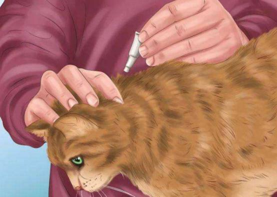 猫咪不出门需求驱虫吗,不出门的猫咪还用驱虫吗
