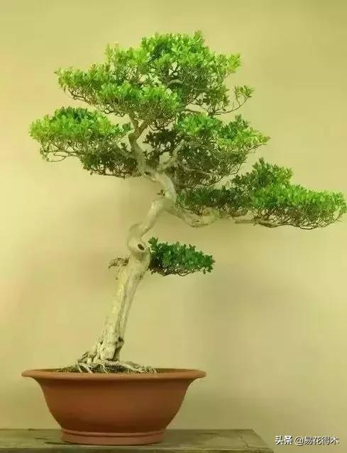 瓜子黄杨珍珠黄杨雀舌黄杨哪种好,黄杨雀舌和黑珍珠区分