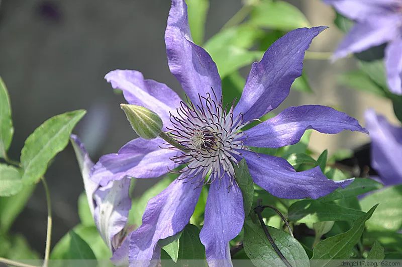 50种鲜切花花语，每个花艺师都要知道
