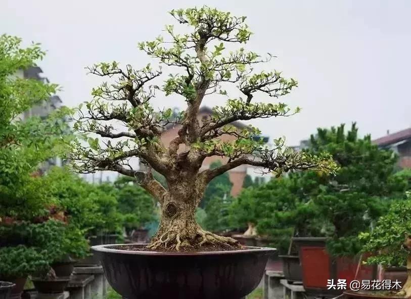 下山桩杀根没到位怎么处理,下山桩的处理方法