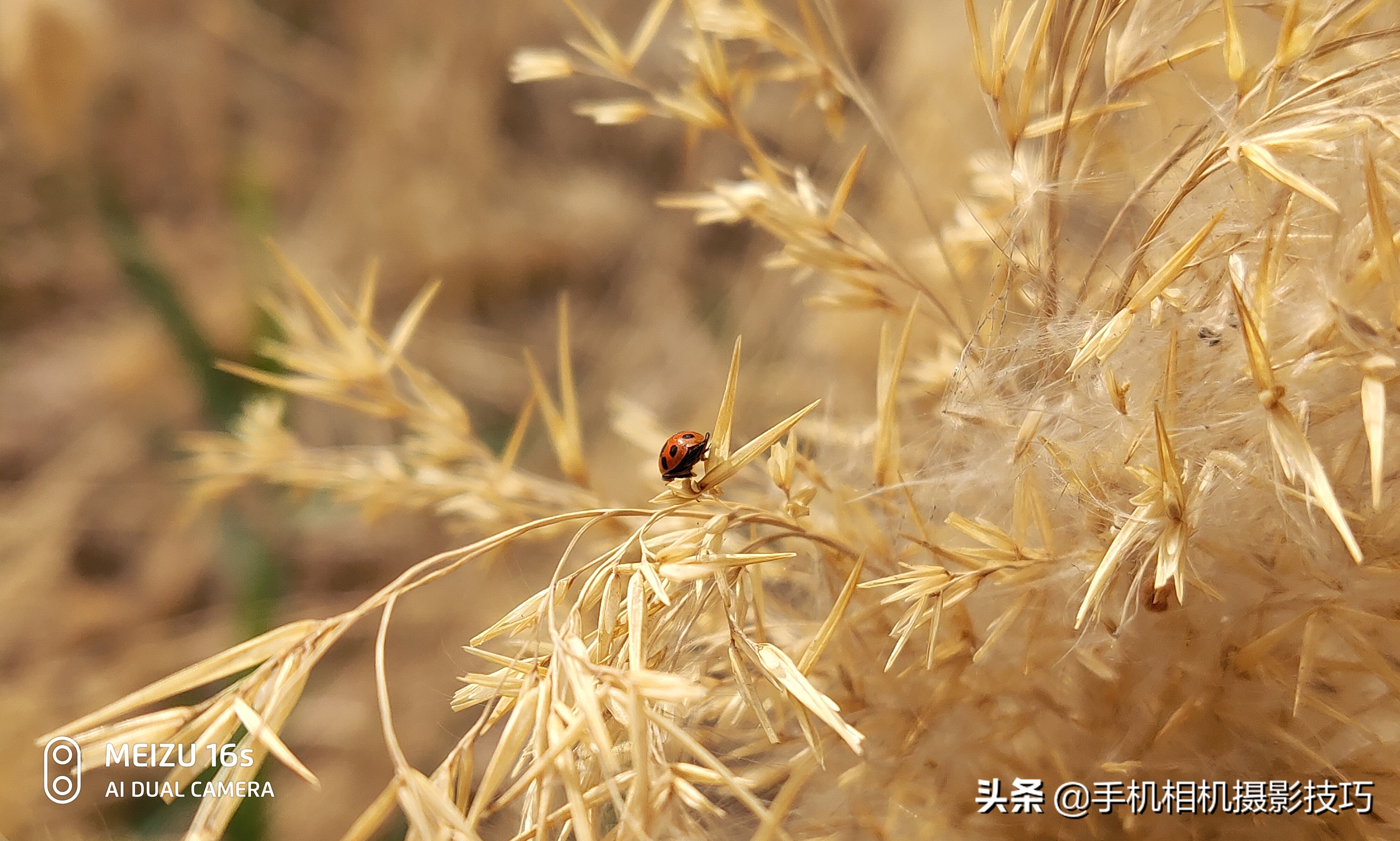 魅族16s拍照怎么样,魅族16s拍照好看吗