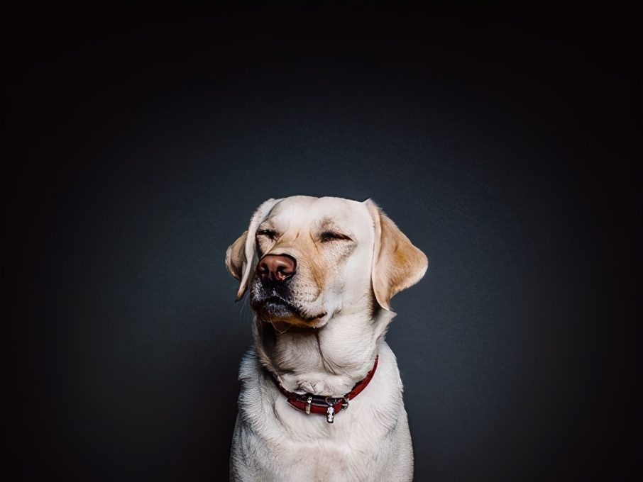 狗狗有体臭怎么办？做完这几件事，臭狗变香狗