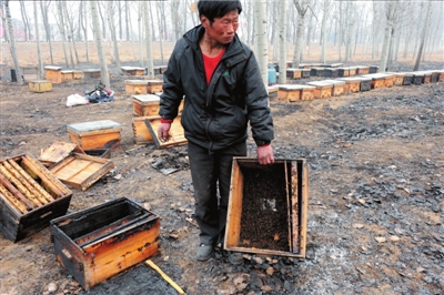 如何养好蜜蜂大全,蜜蜂养殖技术蜂王与蜜蜂区分