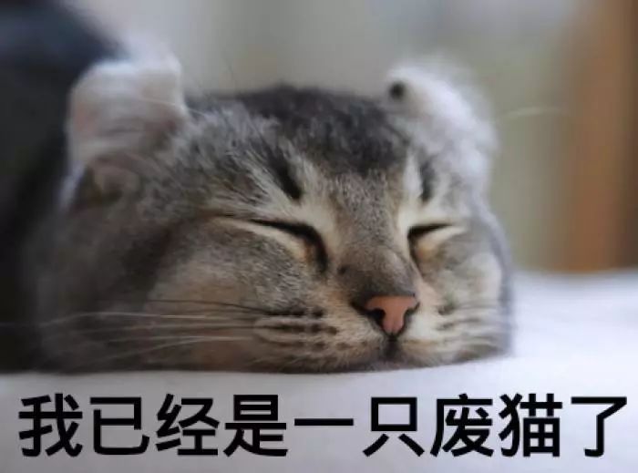 猫夏天开空调怎么避免猫咪感冒,猫咪夏季降温用什么制冷