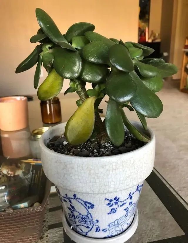 玉树怕晒,玉树怕冷怎么办