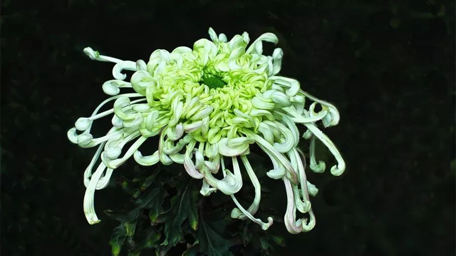 深秋时节的菊花展诗情画意,秋日赏菊30幅菊花图