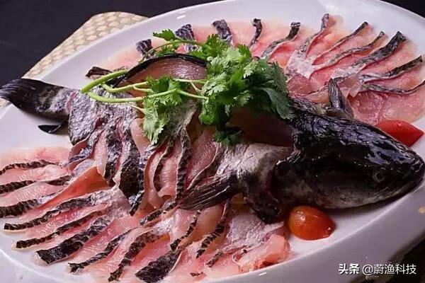 黑鱼要怎么养？黑鱼养殖四大重点