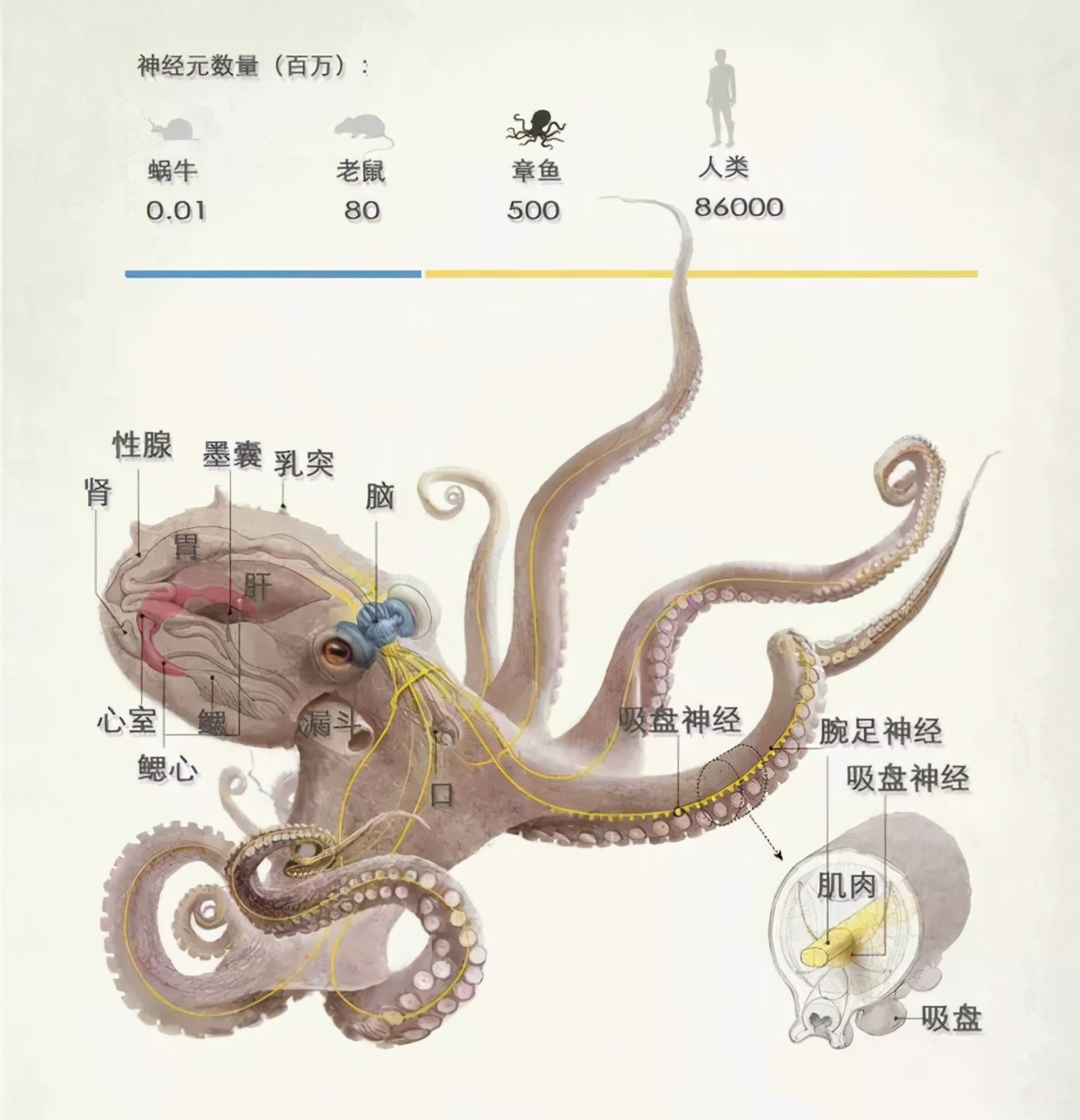章鱼有9个大脑,章鱼有多聪明它有九个大脑