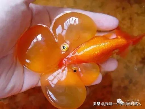 家庭养鱼的知识和技巧,庭院鱼池养鱼需求注意什么