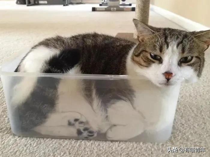 众所周知猫是液体吗,众所周知猫都是液体