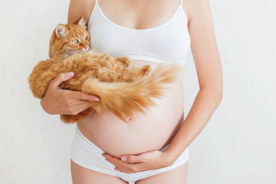 怀孕了怎么不能养鹦鹉,怀孕了为什么不能养狗养猫