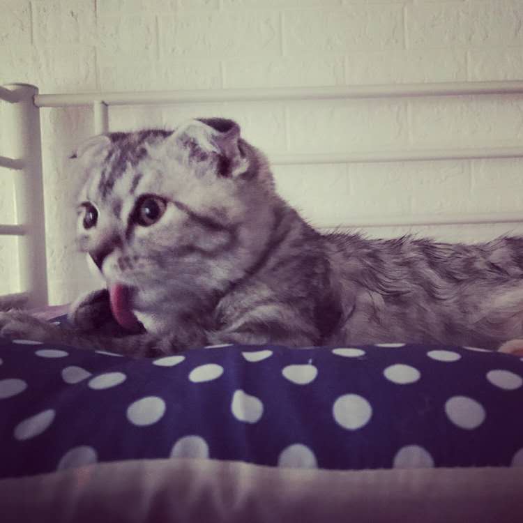 猫瘟热属于哪种病毒,猫瘟热什么症状