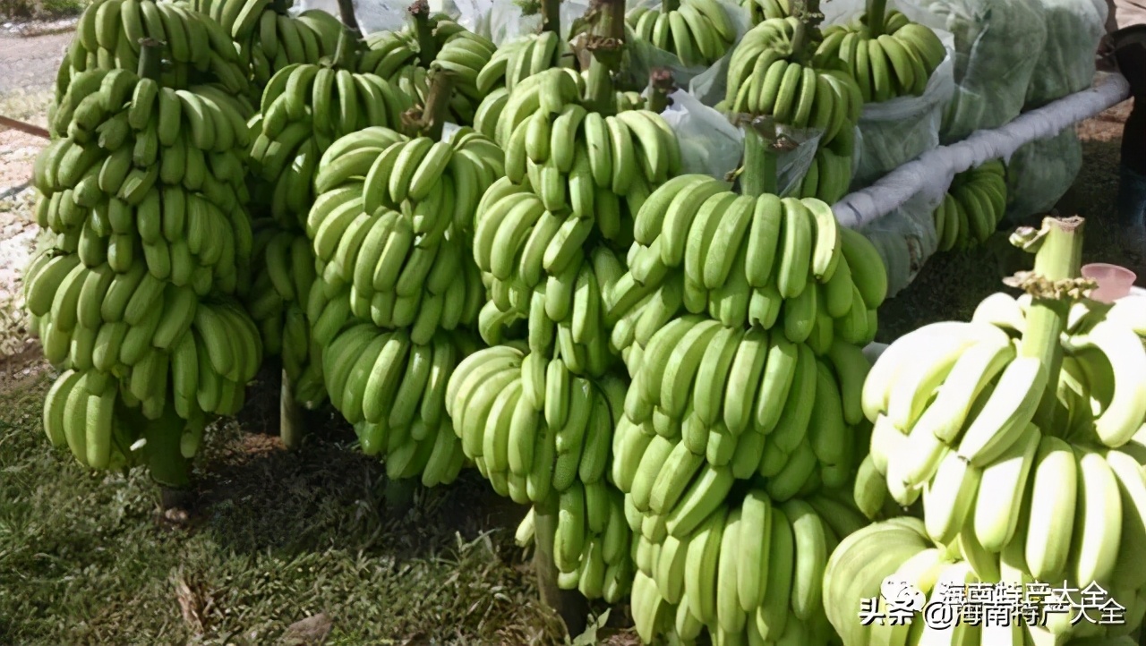 海南热带水果种植基地,海南哈密瓜是热带水果