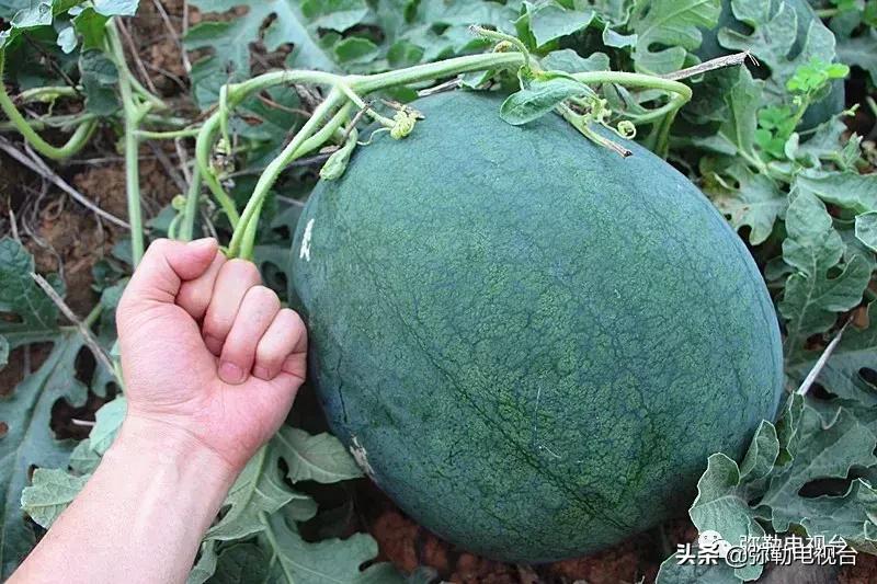 弥勒千亩西瓜熟了！黄心瓜、红心瓜、小香瓜…你喜欢哪种？