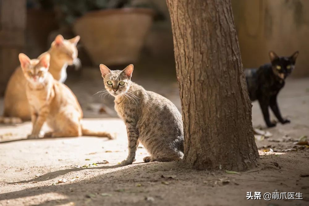 物业给小区流浪猫绝育视频,业主凑20万给流浪猫绝育