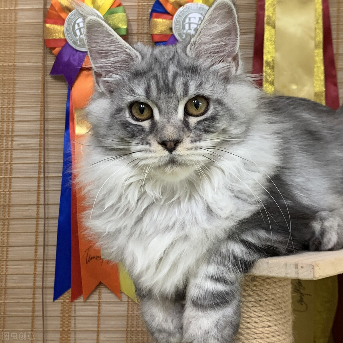 银虎斑猫和缅因猫有什么区分,西伯利亚猫和缅因猫哪个漂亮