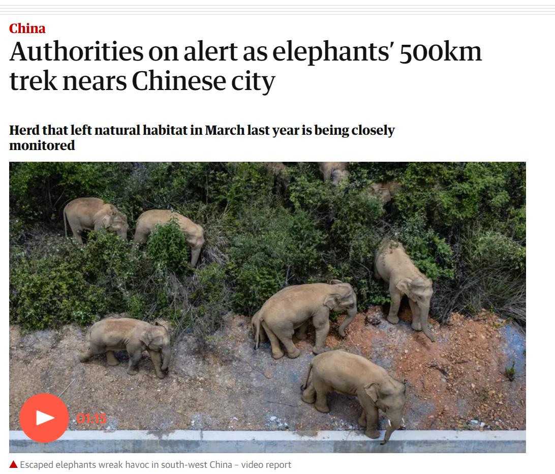 云南象萌翻全世界！外网追直播“吸大象”，夸中国护象措施太可爱