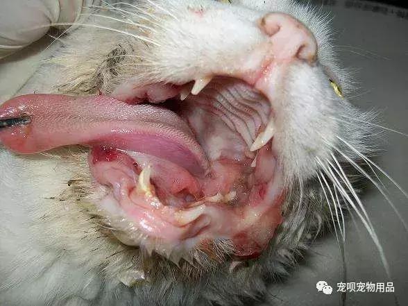 猫咪泌尿疾病怎么治疗,猫咪常见的疾病有哪些