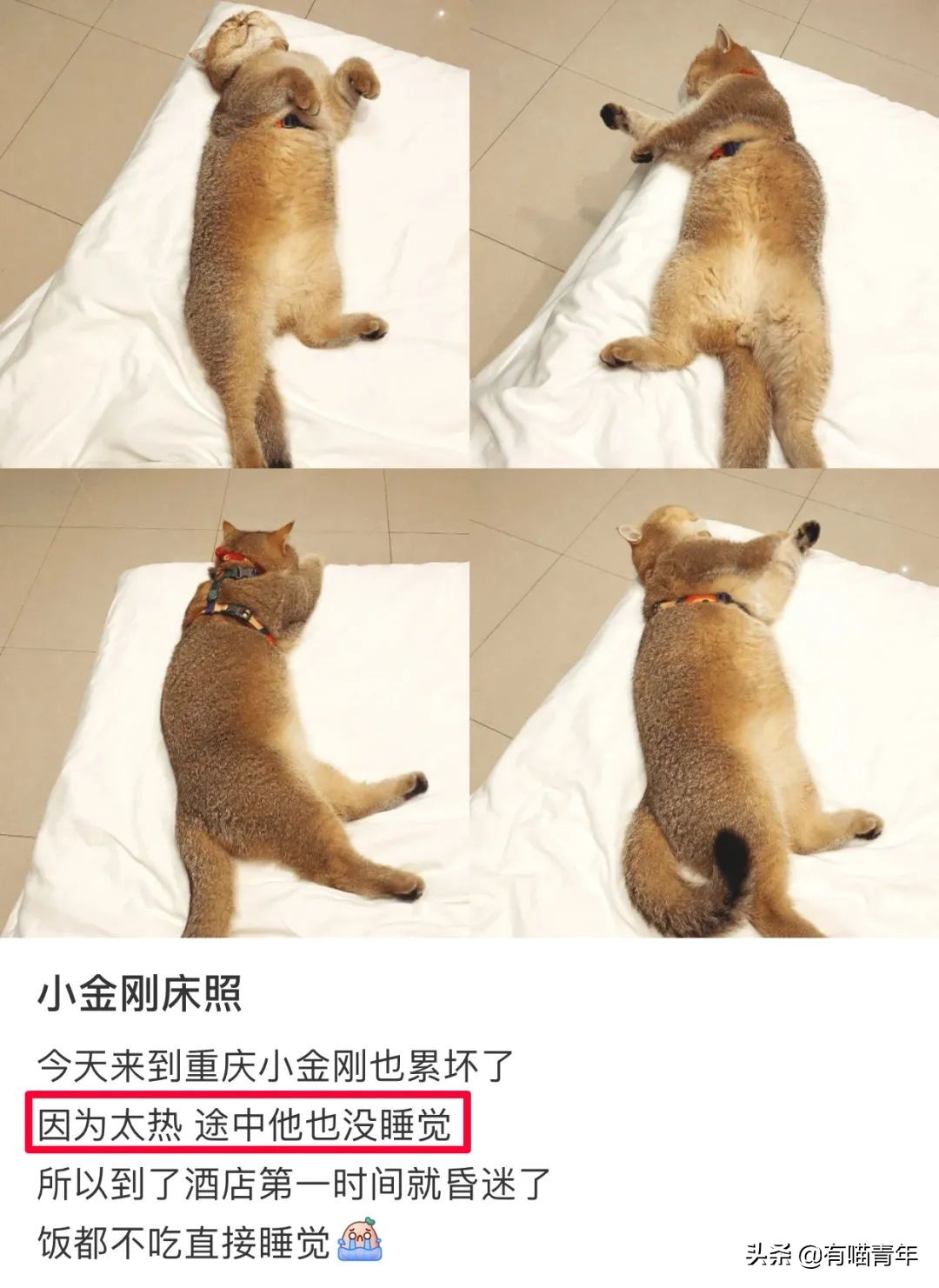 网红绑猫*藏西**骑行求关注，遭网友质疑回怼：比在家里刺激多了