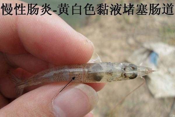 暴雨天对虾虾鳃水肿游塘怎么办,对虾暴雨后有肉段怎么处理