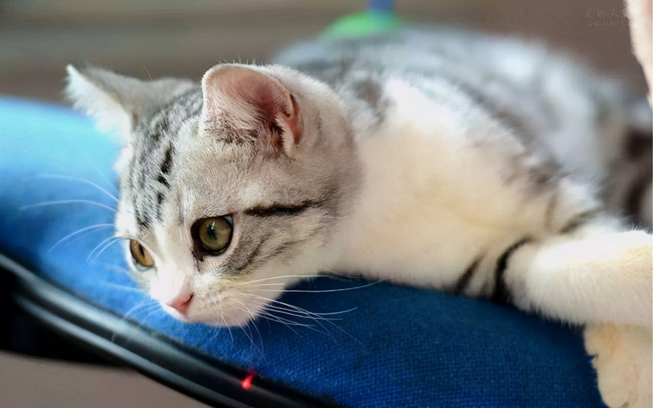 猫咪生病了医药费贵吗,猫咪生病花费好几万
