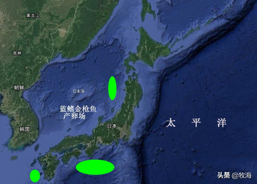 中国蓝鳍金枪鱼养殖牧场,深海大型网箱养殖蓝鳍金枪鱼