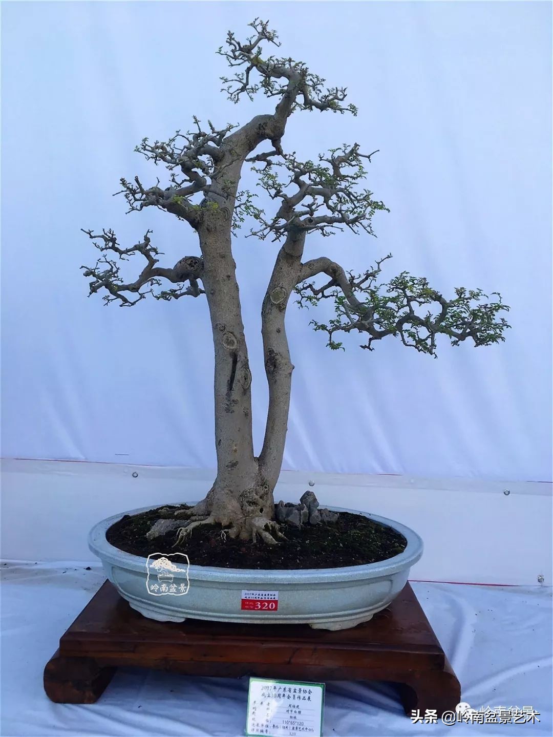 盆景对节白蜡是什么树,对节白蜡盆景是什么树
