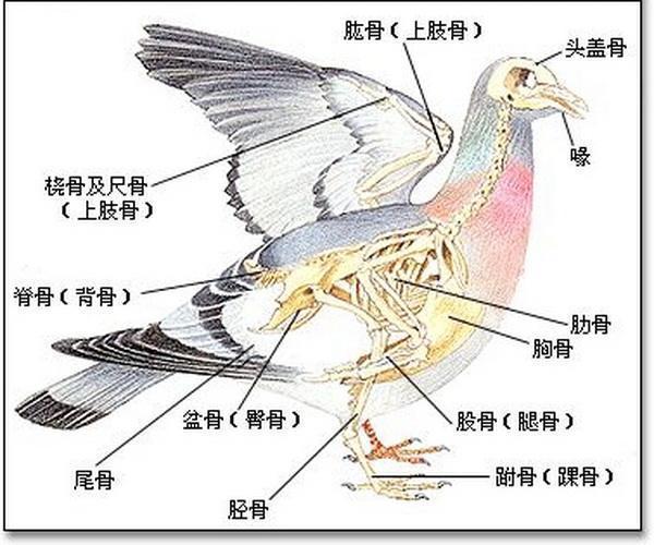 信鸽怎么看好坏,信鸽好不好眼睛怎么看
