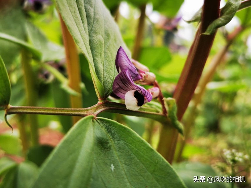 蚕豆开花的过程,蚕豆什么时候开花属于正常