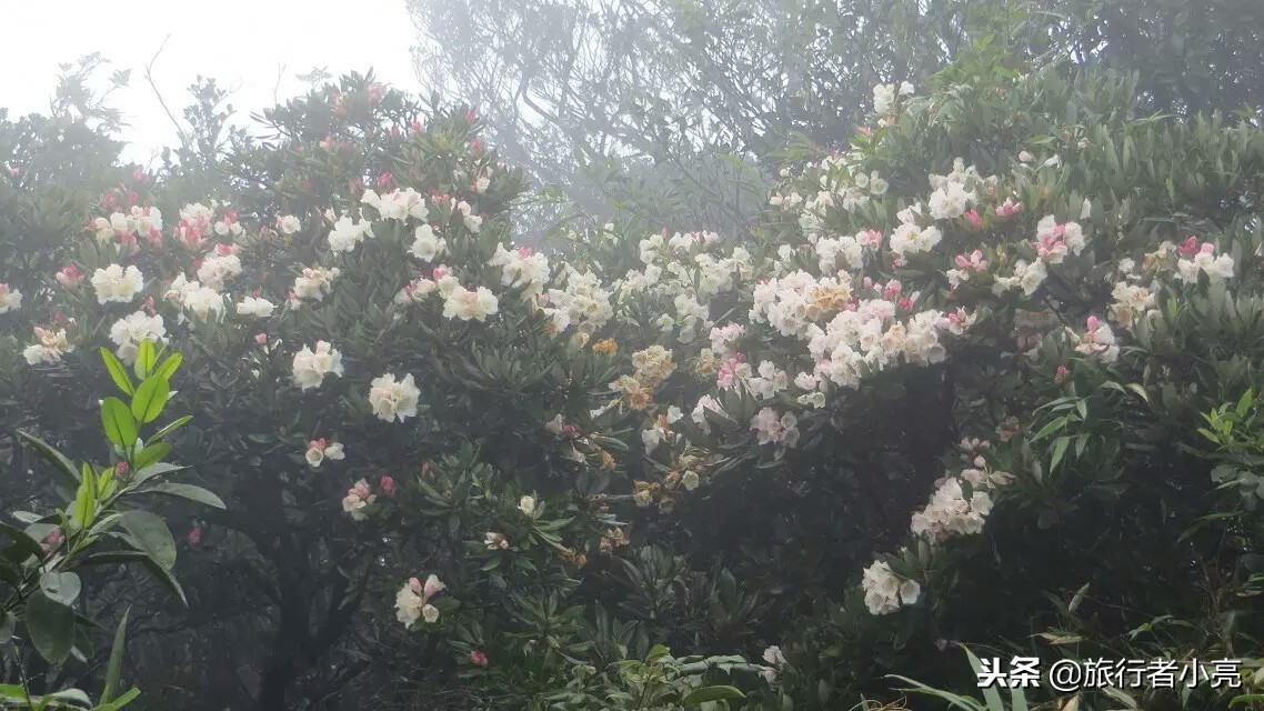 广西十大最值得去旅游景点,广西旅游必去十大景点排名榜