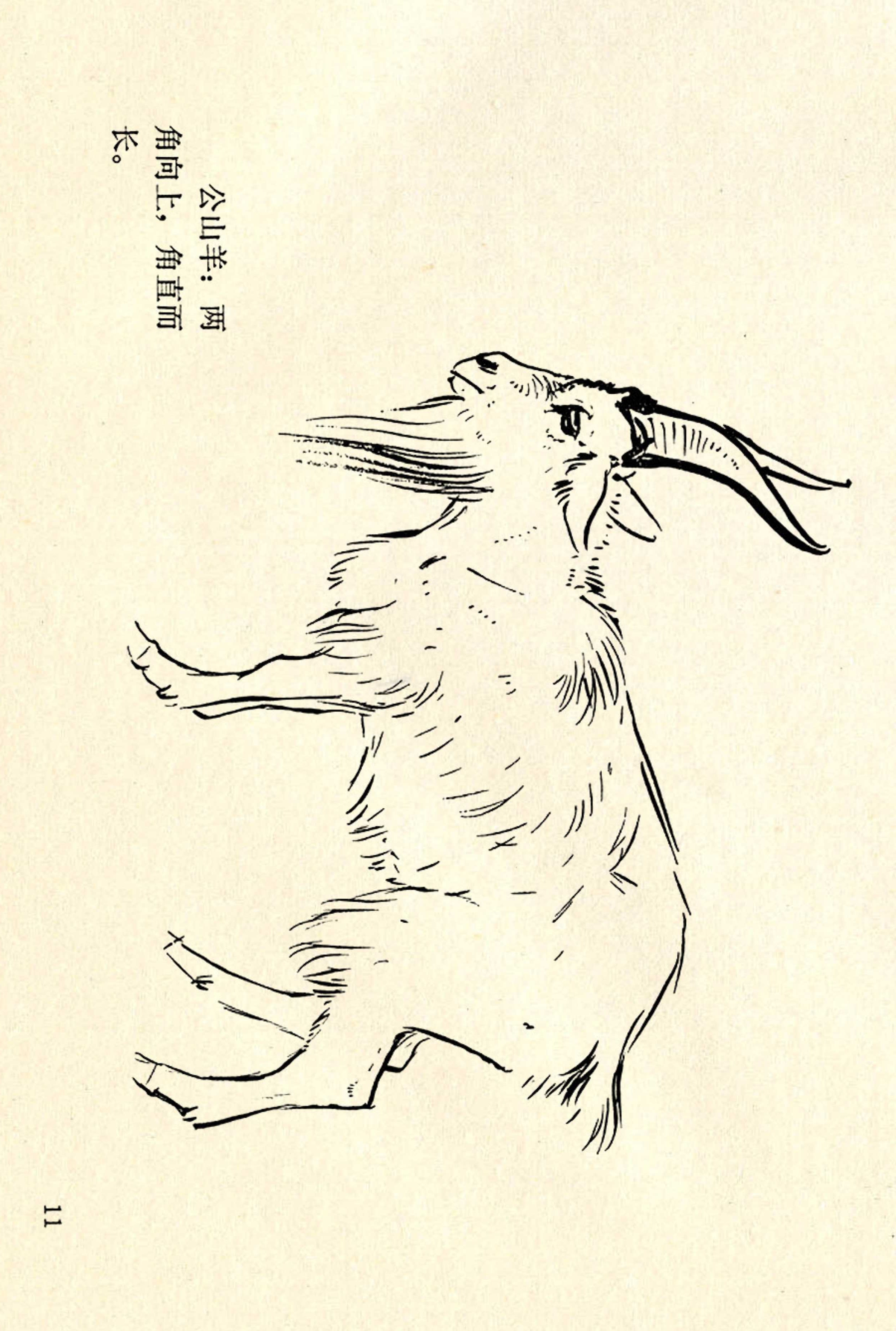 刘继卣画的学习方法,刘继卣动物插画