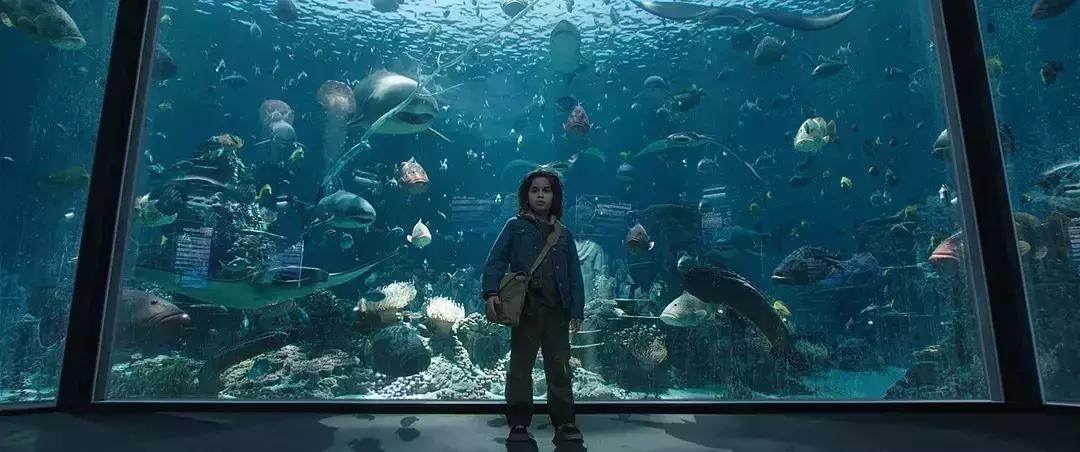 与海洋生物一起旅游,与海洋生物同游