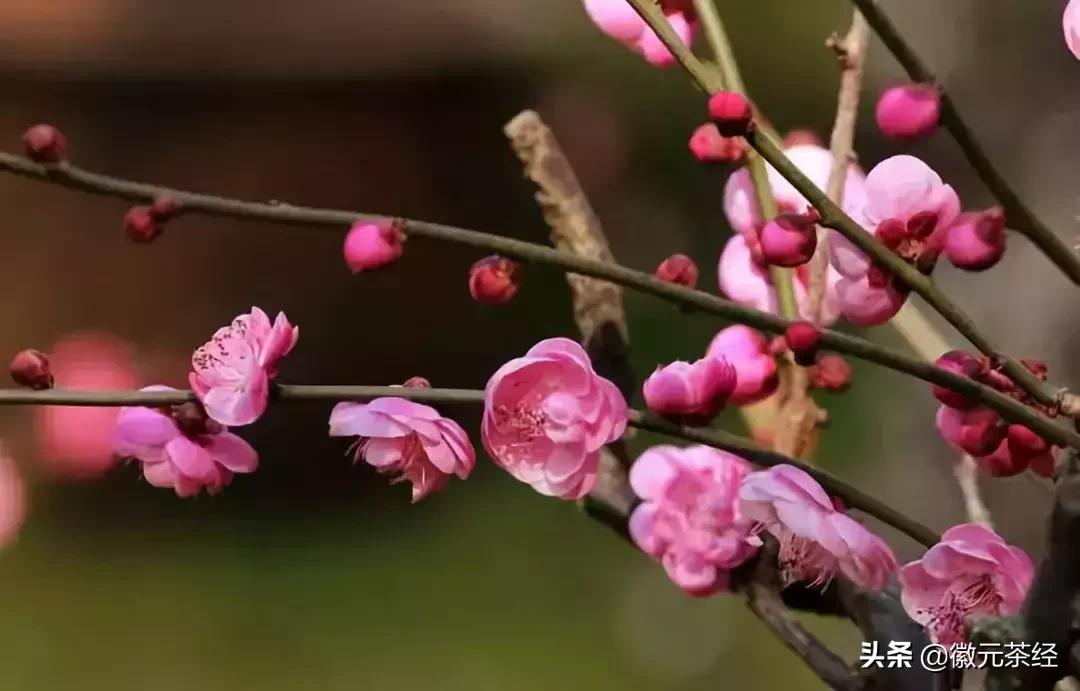 腊梅冬梅红梅三种有何区分,红梅和腊梅的区分详解