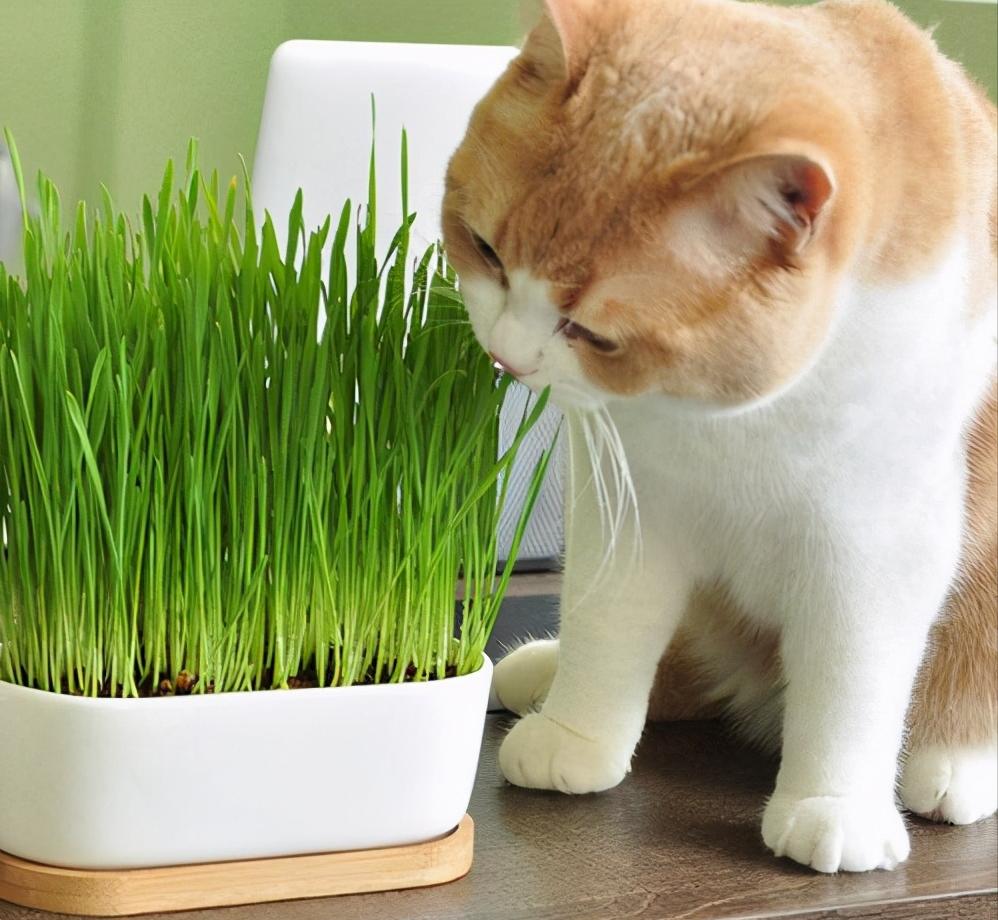 冬季养猫注意事项,冬天养猫需注意什么