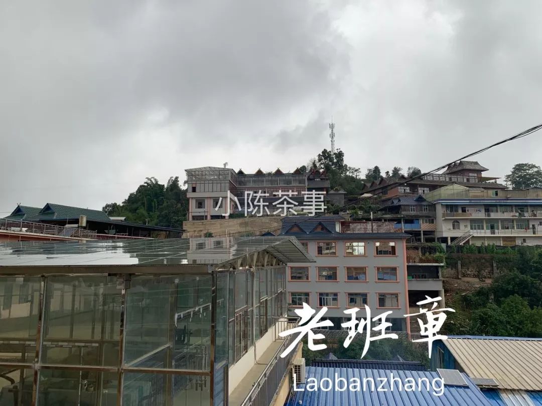普洱茶古树茶小众山头,普洱茶古树茶与台地茶的区分在哪