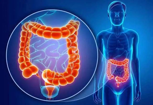 肠道微生物群如何影响您的健康,雌激素与肠道微生物组