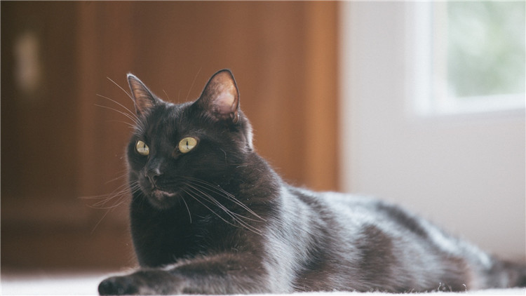 如何从猫咪的叫声中听懂信息,解读猫咪的各种叫声