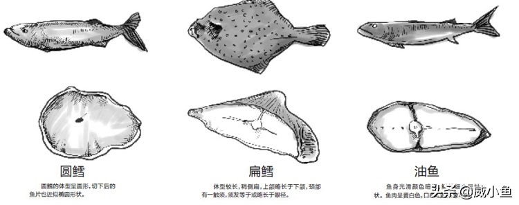 科普深海鱼图,鳕鱼和真鳕的区分