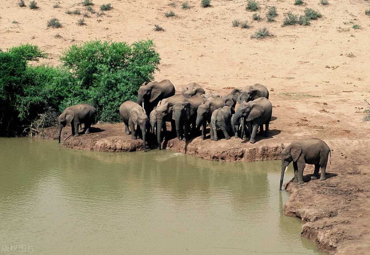 大象拧开水龙头喝水国外,大象拧开水龙头喝水