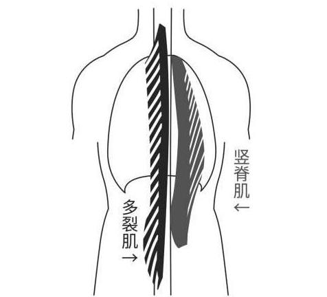 深蹲时臀部眨眼是什么样子的,深蹲时出现骨盆眨眼该怎么办