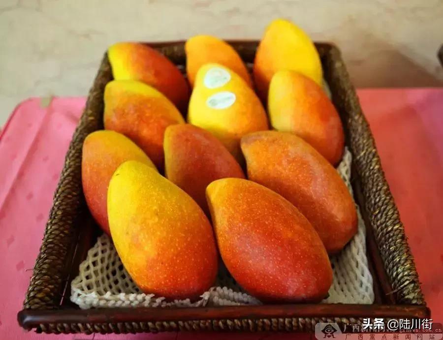 恭喜！广西南宁市首个动物类地理标志商标出山，陆川猪落选？