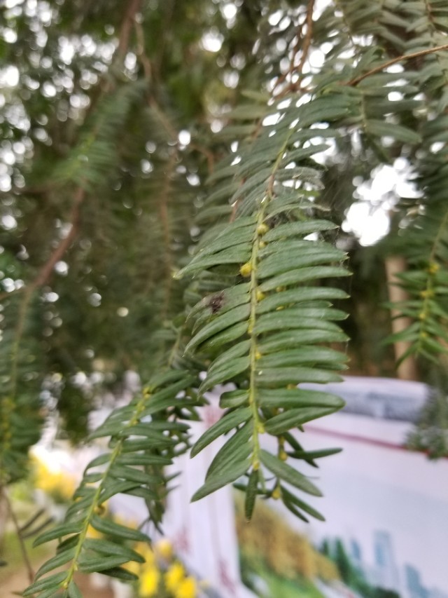 三尖杉和粗榧区分,怎么区分红豆杉与香榧树