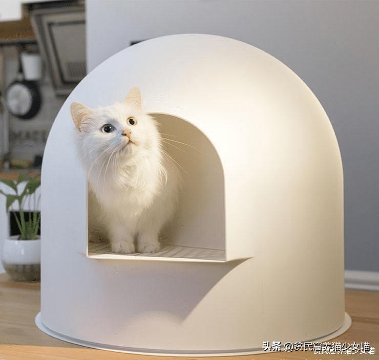 猫咪拉肚子医生给了益生菌,猫咪拉稀喂蒙脱石散需求禁食吗